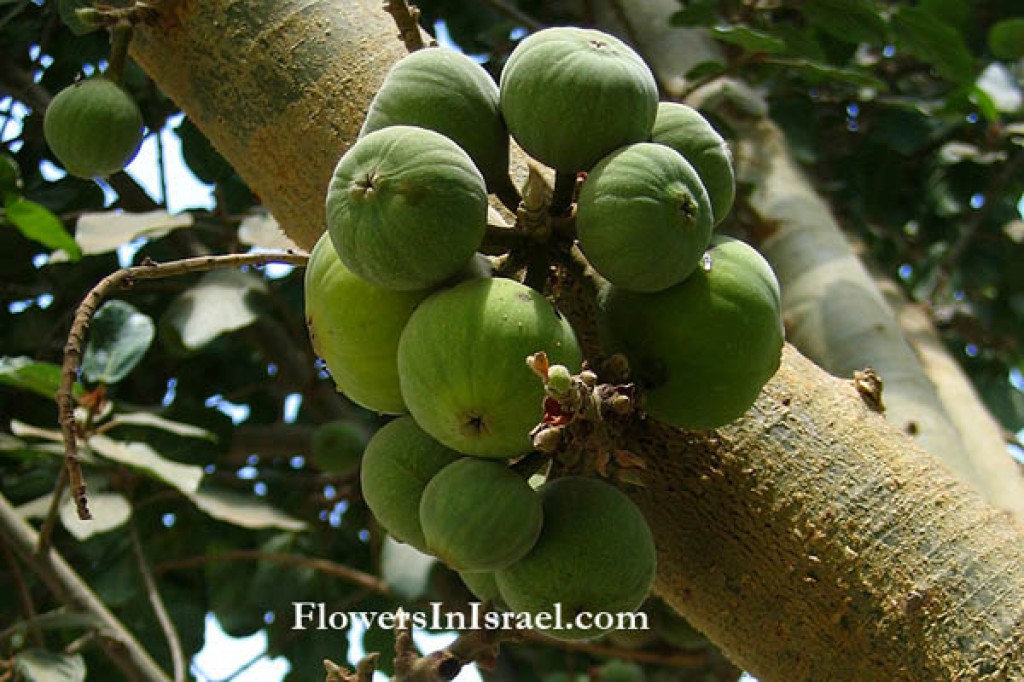 上图：西克莫无花果（Sycamore fig），与无花果很像，但没有那么甜。需要将果子划破或刺洞，促使乙烯气体增加，加快成熟。