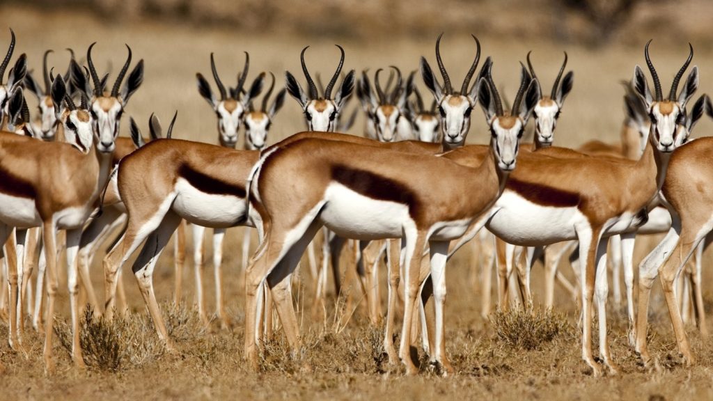 上图：以色列瞪羚（Israeli gazelle）是以色列的国家动物（National Animal of Israel），也被称为山区瞪羚，属于羚羊亚种，以色列瞪羚以嫩草和树皮为食，身材苗条，脖子长，后腿比前腿长。