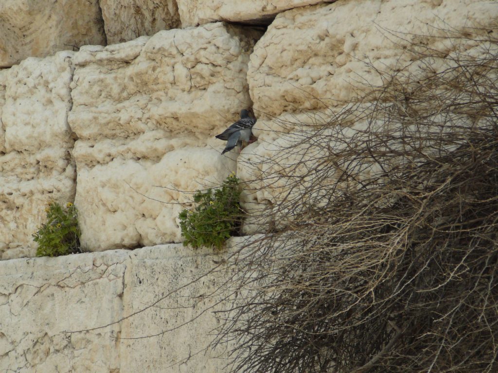 上图：一只在耶路撒冷西墙石缝中筑巢的岩鸽。岩鸽（Rock dove）又被称为原鸽，是野生的崖栖性鸽子。